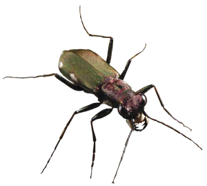 Cliff tiger beetle